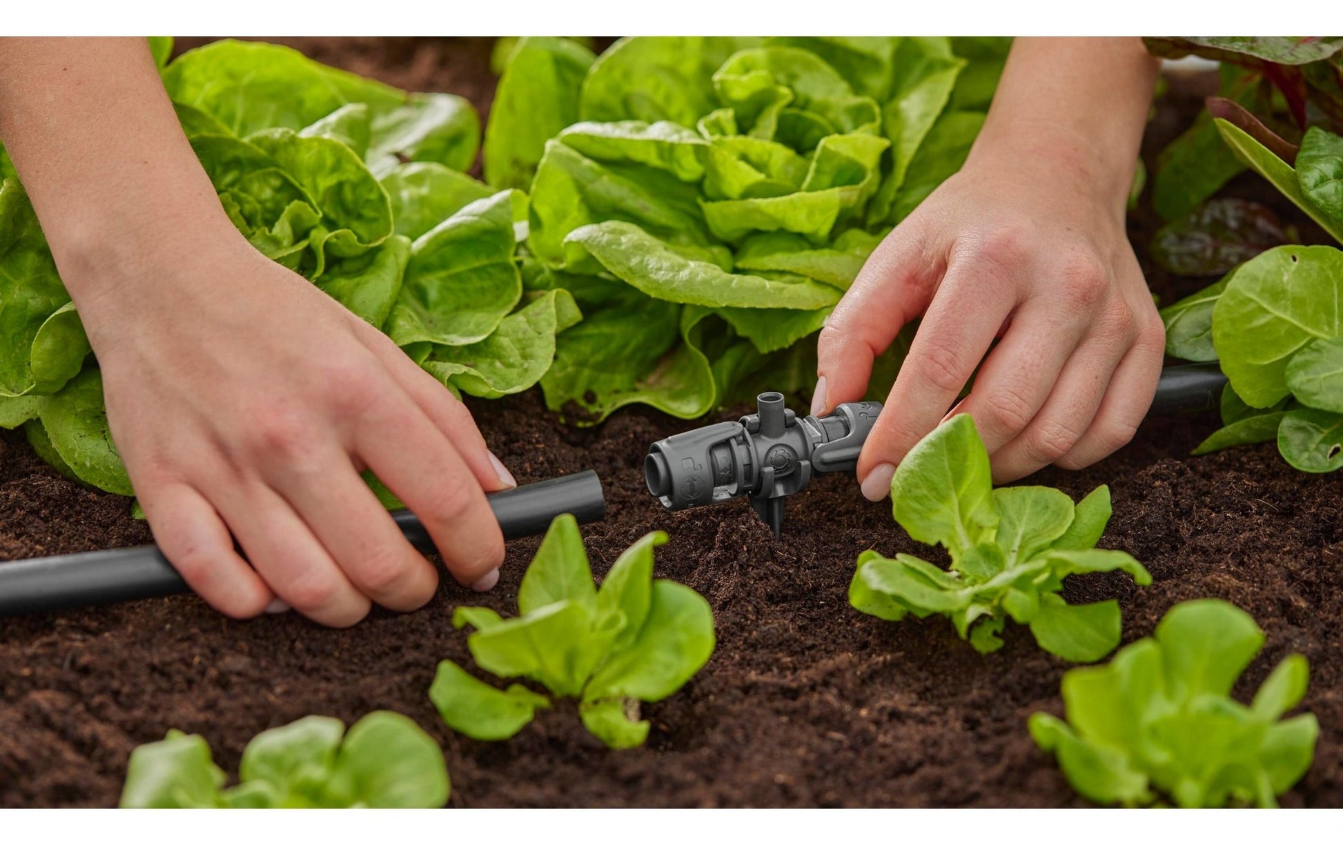 T - Stück für Sprühdüsen Micro - Drip - System 13 mm(1/2) 5 Stück - MEGART