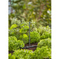 Sprühdüse 360° Micro - Drip - System - MEGART