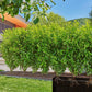 Tropfrohr 1.6 l/h 25 m Micro - Drip - System - MEGART