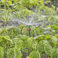 Sprühdüse 360° Micro - Drip - System - MEGART